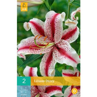 Compra LILIUM DIZZY en la tienda online Fito Agrícola