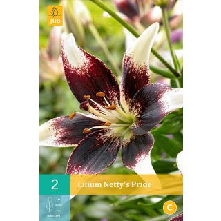Compra LILIUM NETTY'S PRIDE (50 Unid.). en la tienda online Fito Agrícola
