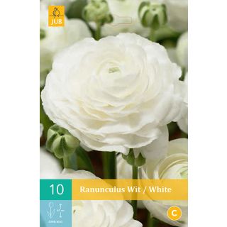 Compra RANÚNCULOS BLANCOS en la tienda online Fito Agrícola