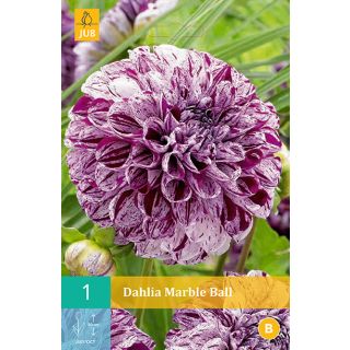 Compra DALIA MARBLE BALL en la tienda online Fito Agrícola