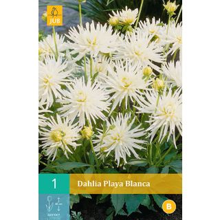 Compra DALIA PLAYA BLANCA en la tienda online Fito Agrícola