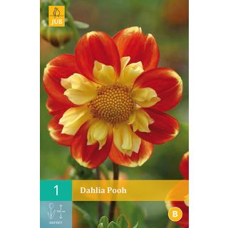 Compra DALIA POOH en la tienda online Fito Agrícola