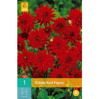 Compra DALIA RED PIGMY en la tienda online Fito Agrícola