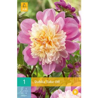 Compra DALIA TAKE OFF en la tienda online Fito Agrícola