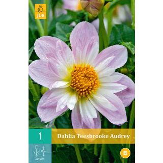 Compra DALIA TEESBROOKE AUDREY en la tienda online Fito Agrícola