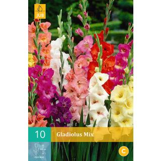 Compra GLADIOLO MIX en la tienda online Fito Agrícola