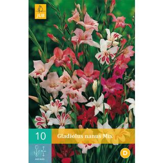 Compra GLADIOLO NANUS MIX en la tienda online Fito Agrícola