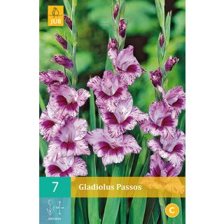 Compra GLADIOLO PASSOS en la tienda online Fito Agrícola