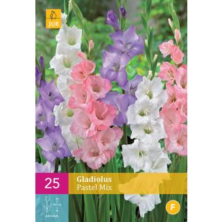 Compra GLADIOLO PASTEL MIX XXL en la tienda online Fito Agrícola