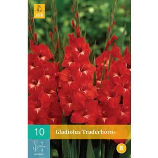 Compra GLADIOLO TRADERHORN en la tienda online Fito Agrícola