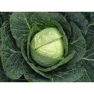 Compra COL RENTON F-1 Precisión (10.000 Semillas) en la tienda online Fito Agrícola