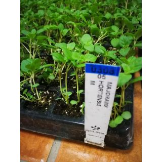 Compra MEJORANA MAJORANA SWEET (144 Plantas). en la tienda online Fito Agrícola