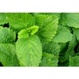 Compra MELISA ECOLÓGICA ME11 en la tienda online Fito Agrícola