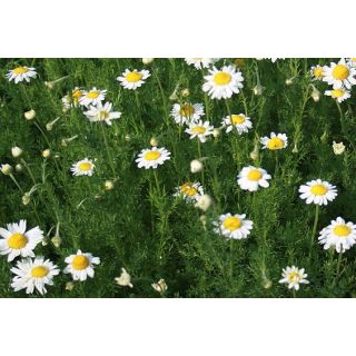 Compra MANZANILLA ECOLÓGICA ME11 en la tienda online Fito Agrícola