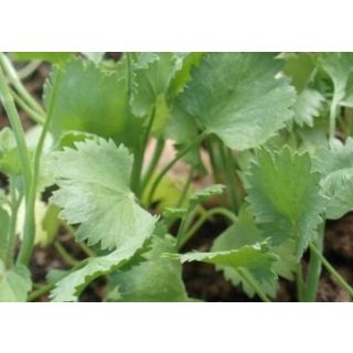 Compra ANIS ECOLÓGICO ME11 en la tienda online Fito Agrícola