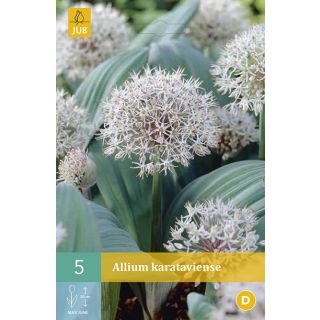 Compra ALLIUM KARATAVIENSE en la tienda online Fito Agrícola