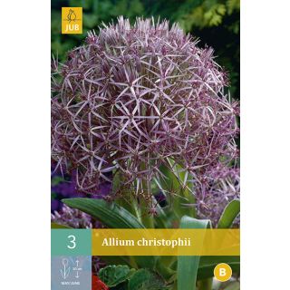 Compra ALLIUM CHRISTOPHII en la tienda online Fito Agrícola
