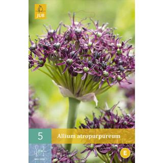 Compra ALLIUM ATROPURPUREUM en la tienda online Fito Agrícola