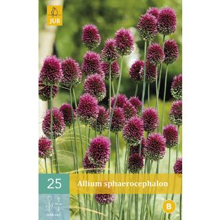 Compra ALLIUM SPHAEROCEPHALON en la tienda online Fito Agrícola