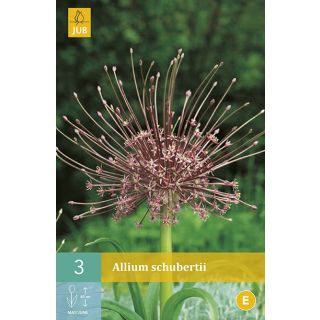 Compra ALLIUM SCHUBERTII en la tienda online Fito Agrícola