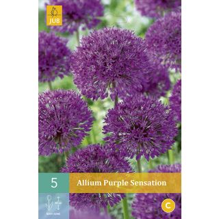 Compra ALLIUM PURPLE SENSATION en la tienda online Fito Agrícola