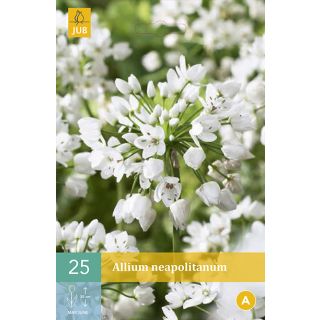 Compra ALLIUM NEAPOLITANUM en la tienda online Fito Agrícola