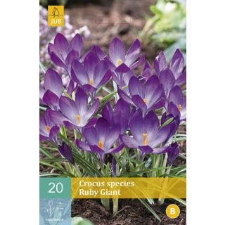 Compra CROCUS RUBY GIANT en la tienda online Fito Agrícola