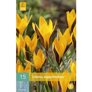 Compra CROCUS ANGUSTIFOLIUS en la tienda online Fito Agrícola