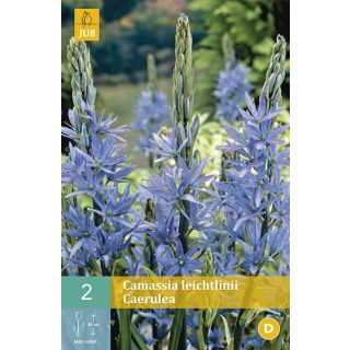 Compra CAMASSIA LEICHTLINII CAERULEA en la tienda online Fito Agrícola