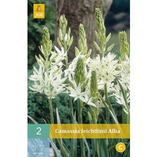 Compra CAMASSIA LEICHTLINII ALBA en la tienda online Fito Agrícola
