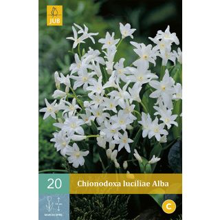 Compra CHIONODOXA LUCILIAE ALBA en la tienda online Fito Agrícola