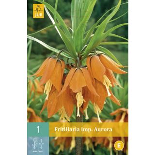 Compra FRITILLARIA IMPERIALIS AURORA en la tienda online Fito Agrícola