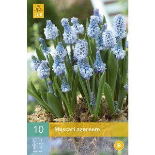 Compra MUSCARI AZUREUM en la tienda online Fito Agrícola
