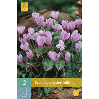 Compra CYCLAMEN HEDERIFOLIUM en la tienda online Fito Agrícola