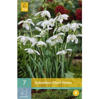 Compra GALANTHUS FLORE PLENO en la tienda online Fito Agrícola