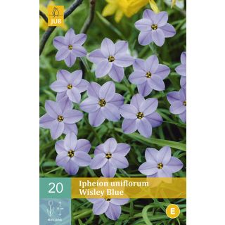Compra IPHEION UNIFLORUM WISLEY BLUE en la tienda online Fito Agrícola