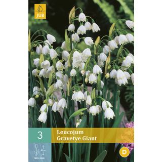 Compra LEUCOJUM GRAVETYE GIANT en la tienda online Fito Agrícola