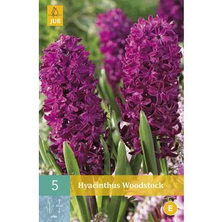 Compra JACINTOS WOODSTOCK en la tienda online Fito Agrícola