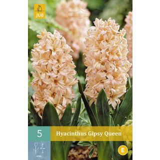 Compra JACINTOS GIPSY QUEEN en la tienda online Fito Agrícola