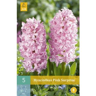 Compra JACINTOS PINK SURPRISE en la tienda online Fito Agrícola