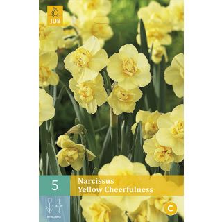 Compra NARCISOS YELLOW CHEERFULNESS en la tienda online Fito Agrícola
