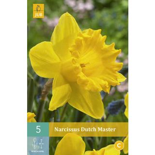 Compra NARCISOS DUTCH MASTER en la tienda online Fito Agrícola