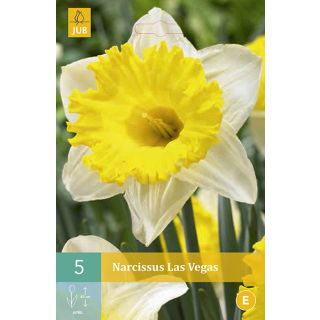 Compra NARCISOS LAS VEGAS en la tienda online Fito Agrícola