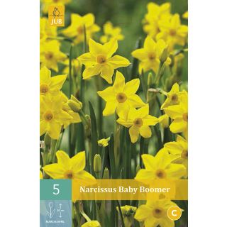 Compra NARCISOS BABY BOOMER en la tienda online Fito Agrícola