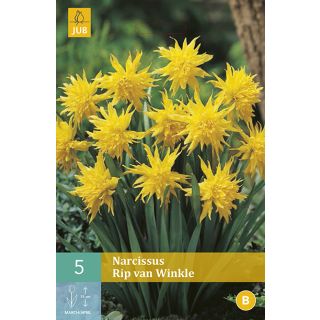 Compra NARCISOS RIP VAN WINKLE en la tienda online Fito Agrícola