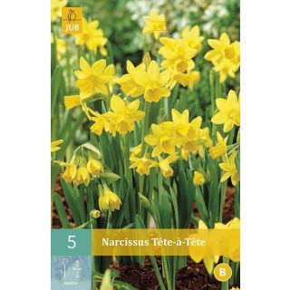 Compra NARCISOS TETE A TETE en la tienda online Fito Agrícola