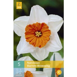 Compra NARCISOS BARRETT BROWNING en la tienda online Fito Agrícola