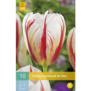 Compra TULIPÁN CARNAVAL DE RÍO en la tienda online Fito Agrícola