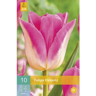 Compra TULIPÁN DYNASTY en la tienda online Fito Agrícola