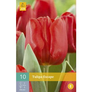 Compra TULIPÁN ESCAPE en la tienda online Fito Agrícola